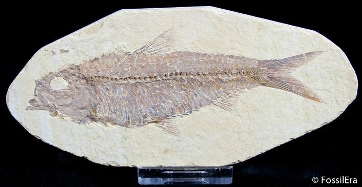 Large, Detailed / Inch Knightia Fossil Fish #2551
